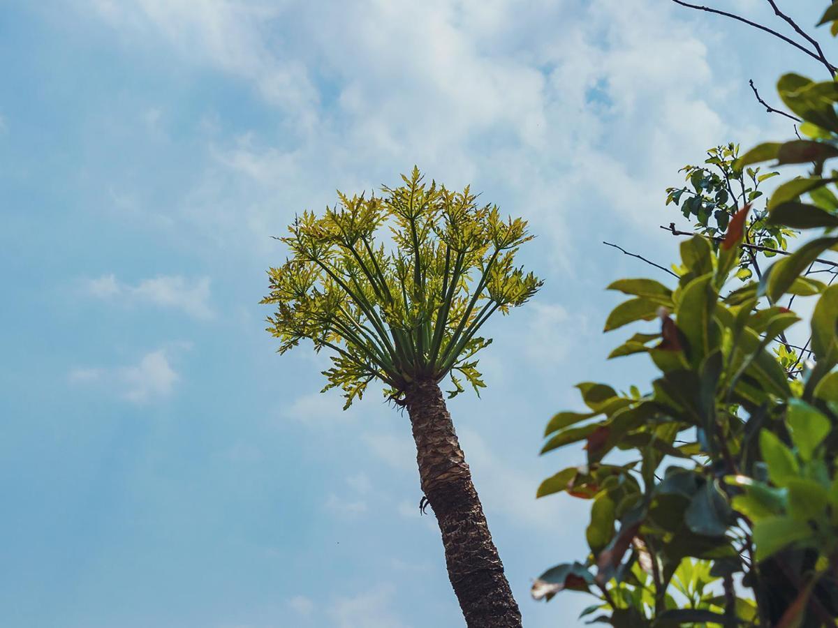 Cussonia Country Home Tierpoort Ngoại thất bức ảnh